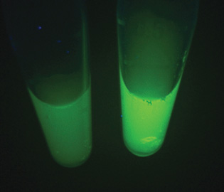 將標記了螢光素的生物傳感器置於水中，加入抗生素後，右瓶顯示的螢光度明顯增強。