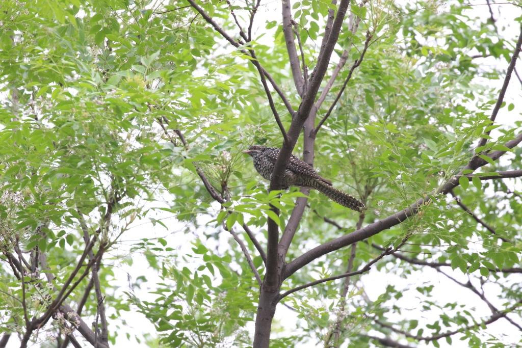 Asian Koel 噪鵑