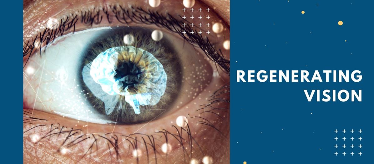 Regenerating Vision
