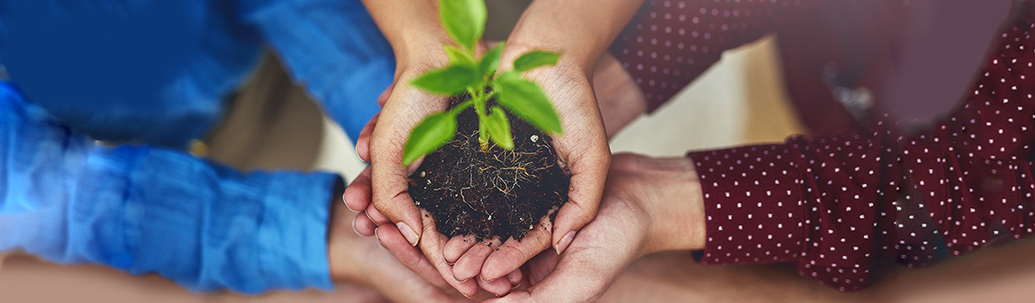 close up of hands holding young tree together