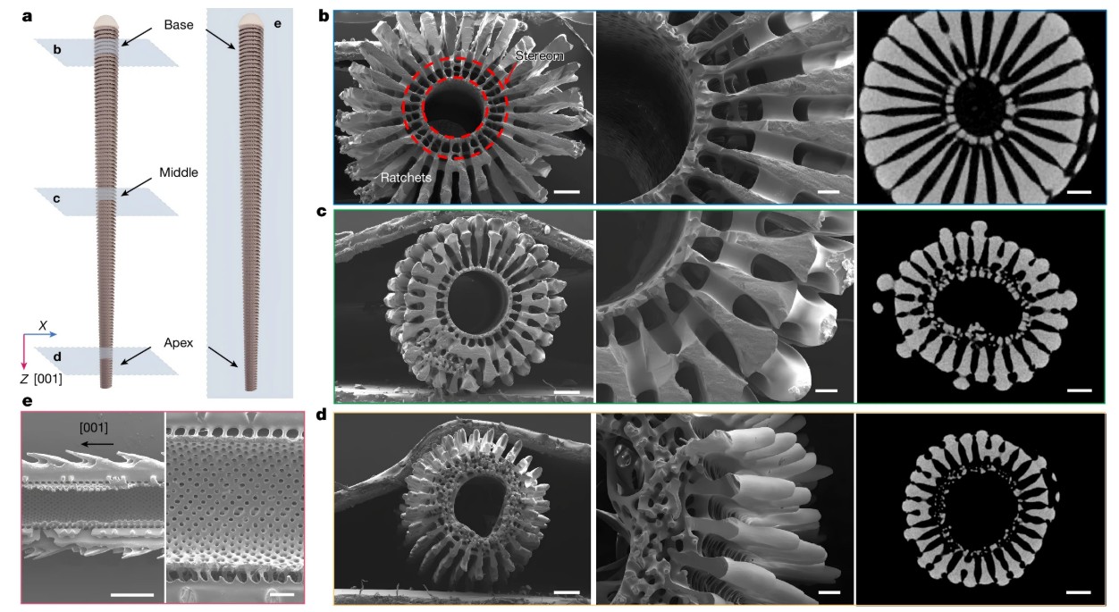 The mechanoelectrical perception of spines originates from its stereom structure—the porous internal skeleton composed of pores with varying sizes and distributions. These pores exhibit a gradual gradient along the spine from the base to the tip: larger pores and lower solid density at the base, and smaller pores and higher solid density at the tip, forming a bicontinuous gradient porous structure.