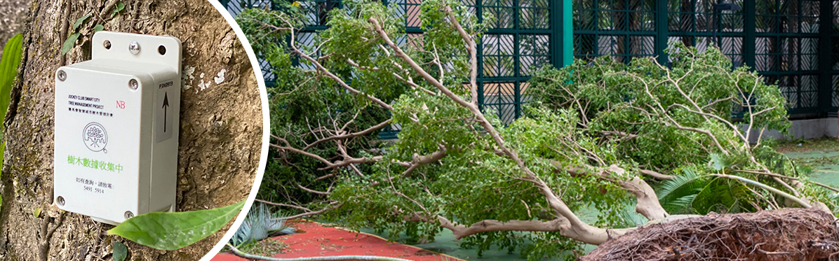 Harnessing technology to monitor tree stability