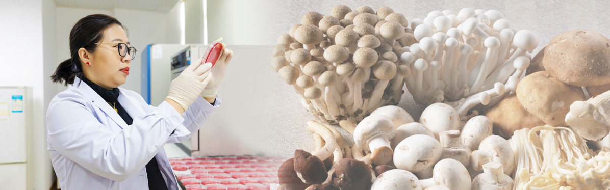 GBA Startup Postdoc builds miniature "mushroom spaceship" to protect fragile probiotics