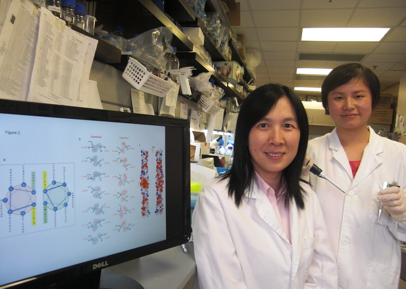 PolyU study sheds light on the diseasing-fighting process of 