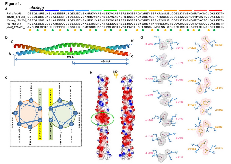 PolyU study sheds light on the diseasing-fighting process of 