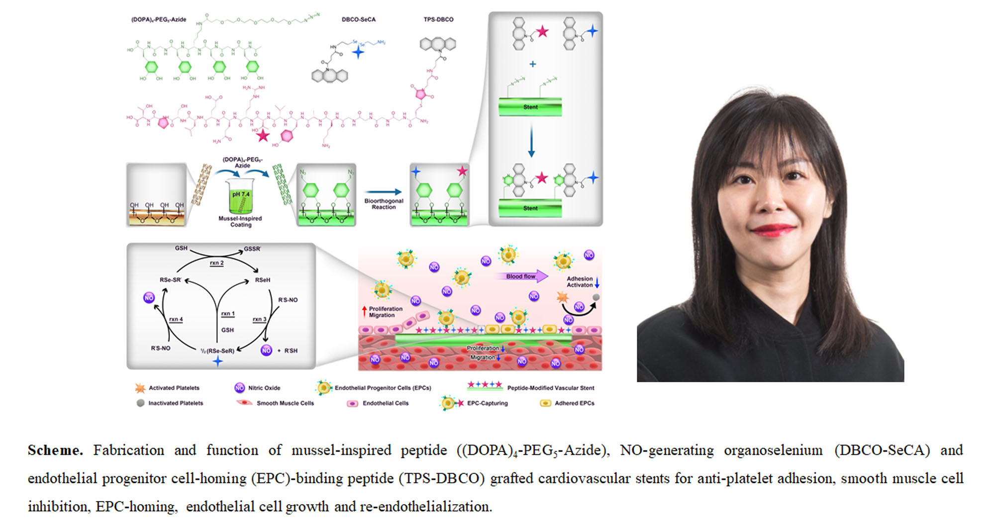 17 joint research on mussel adhesive peptide mimics 2000x1050