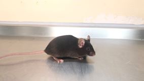 C57-mice-568x320