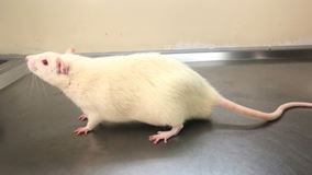 SD-rat-568x320
