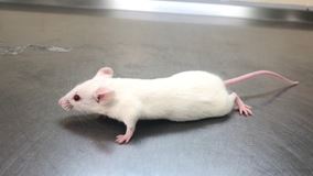 balbc-mice-568x320