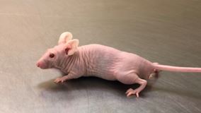 nude-mice-568x320