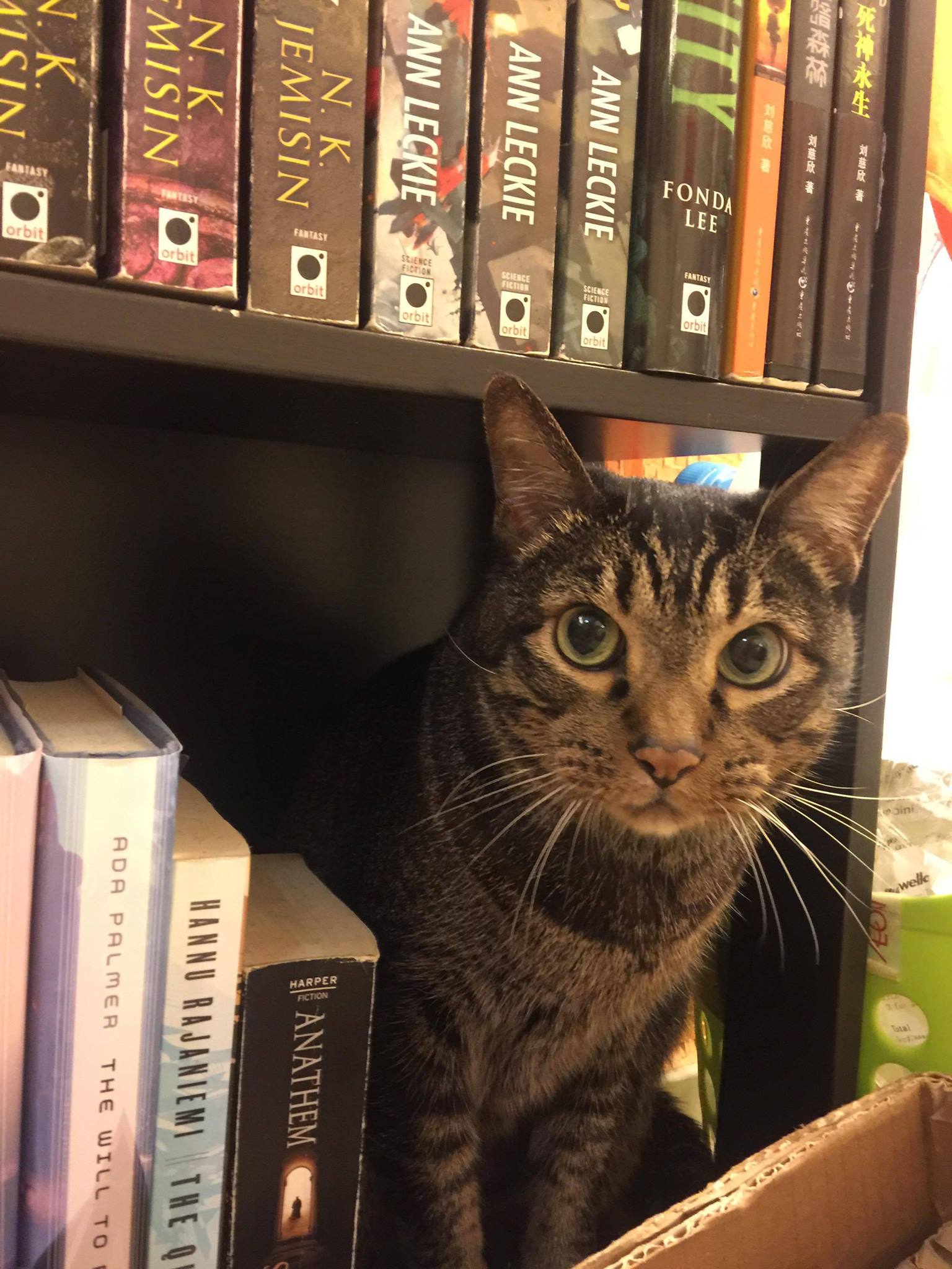 A tabby cat sitting on a bookshelf