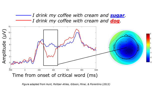 Two ERP waves. The red wave representing the ERP response to "dog" in the sentence "I drink my coffee with cream and dog" is more negative than the blue wave (representing the response to "sugar" in the sentence "I drink my coffee with cream and sugar") from about 200 to 500 ms after the stimulus onset