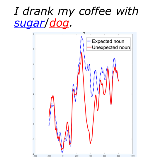 Two ERP waves. The red wave representing the ERP response to "dog" in the sentence "I drink my coffee with cream and dog" is more negative than the blue dashed wave (representing the response to "sugar" in the sentence "I drink my coffee with cream and sugar") from about 200 to 500 ms after the stimulus onset