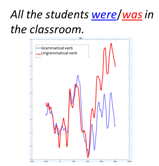 Two ERP waves. The red wave representing the ERP response to "was" in the sentence "All the students was in the classroom" is more positive than the blue dashed wave (representing the response to "were" in the sentence "All the students were in the classroom") from about 200 to 500 ms after the stimulus onset