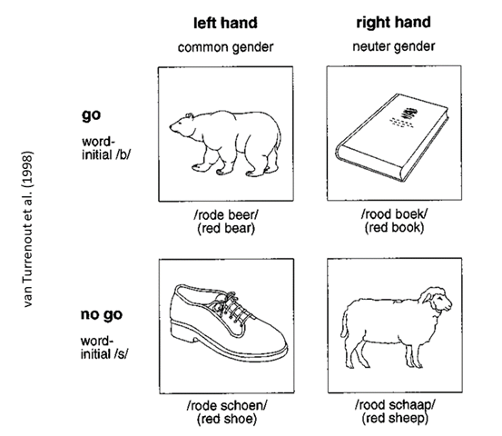 An array of four pictures. The top row is labeled "go (word-initial /b/)" and the bottom row is labeled "no-go (word-initial /s/)". The left column is labeled "left hand (common gender)" and the right-hand column is labeled "right hand (neuter gender)". The top left picture is a bear (starts with /b/ and is common gender). Top right picture is a book (starts with /b/ and is neuter gender). Bottom left is a shoe (starts with s and is common gender), and bottom right is a sheep (starts with /s/ and is neuter gender).