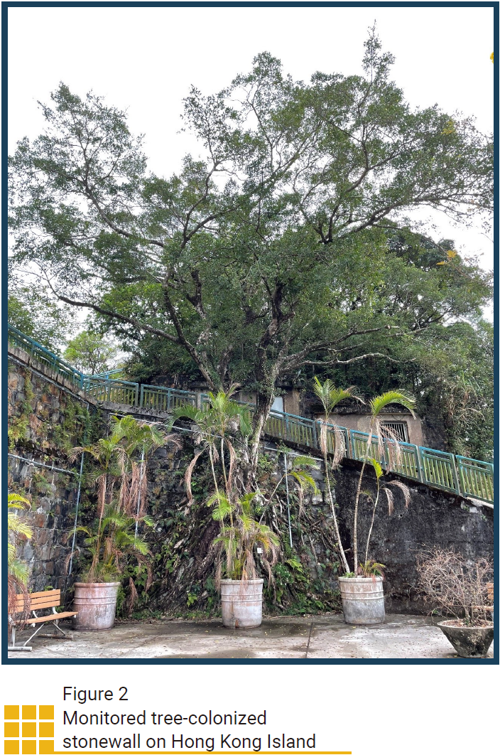 Monitored tree-colonized stonewall on Hong Kong Island