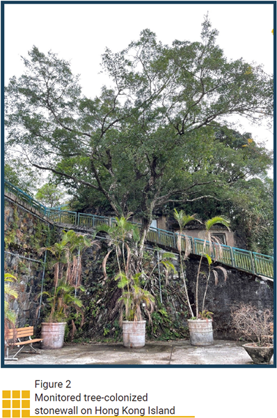 Monitored tree-colonized stonewall on Hong Kong Island