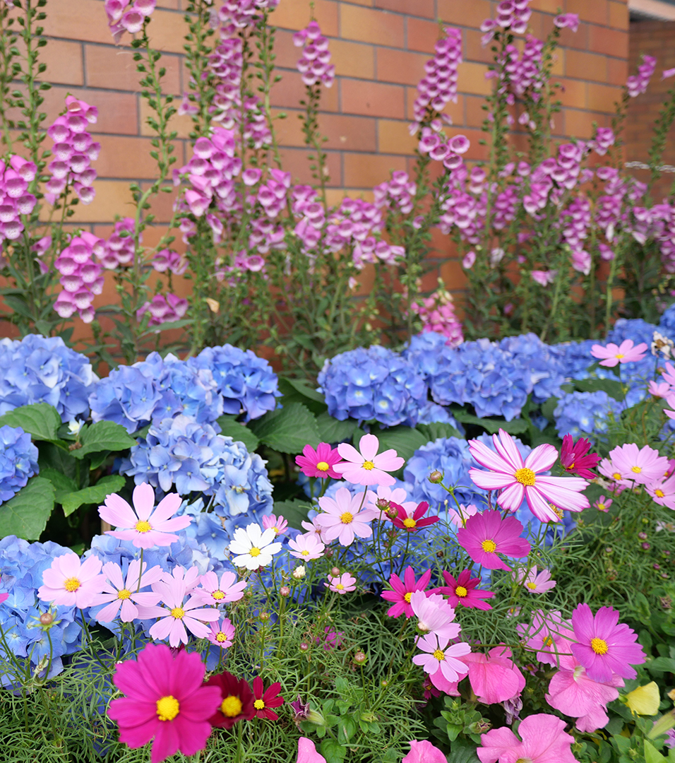 Potted-Plants-Catching-Attention956x1080