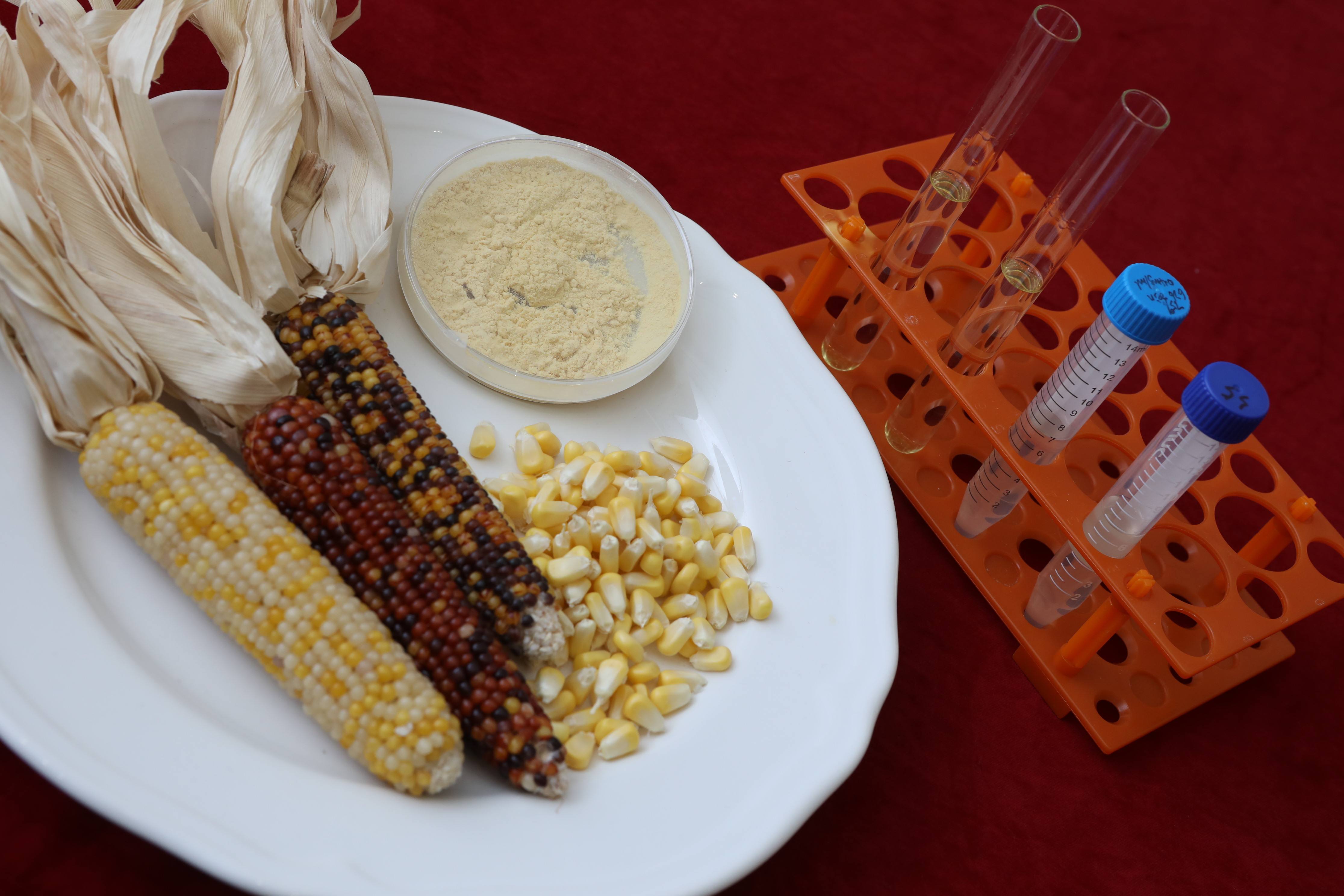 Corn, Corn kernel, pure zein and nanoencapsulation suspension