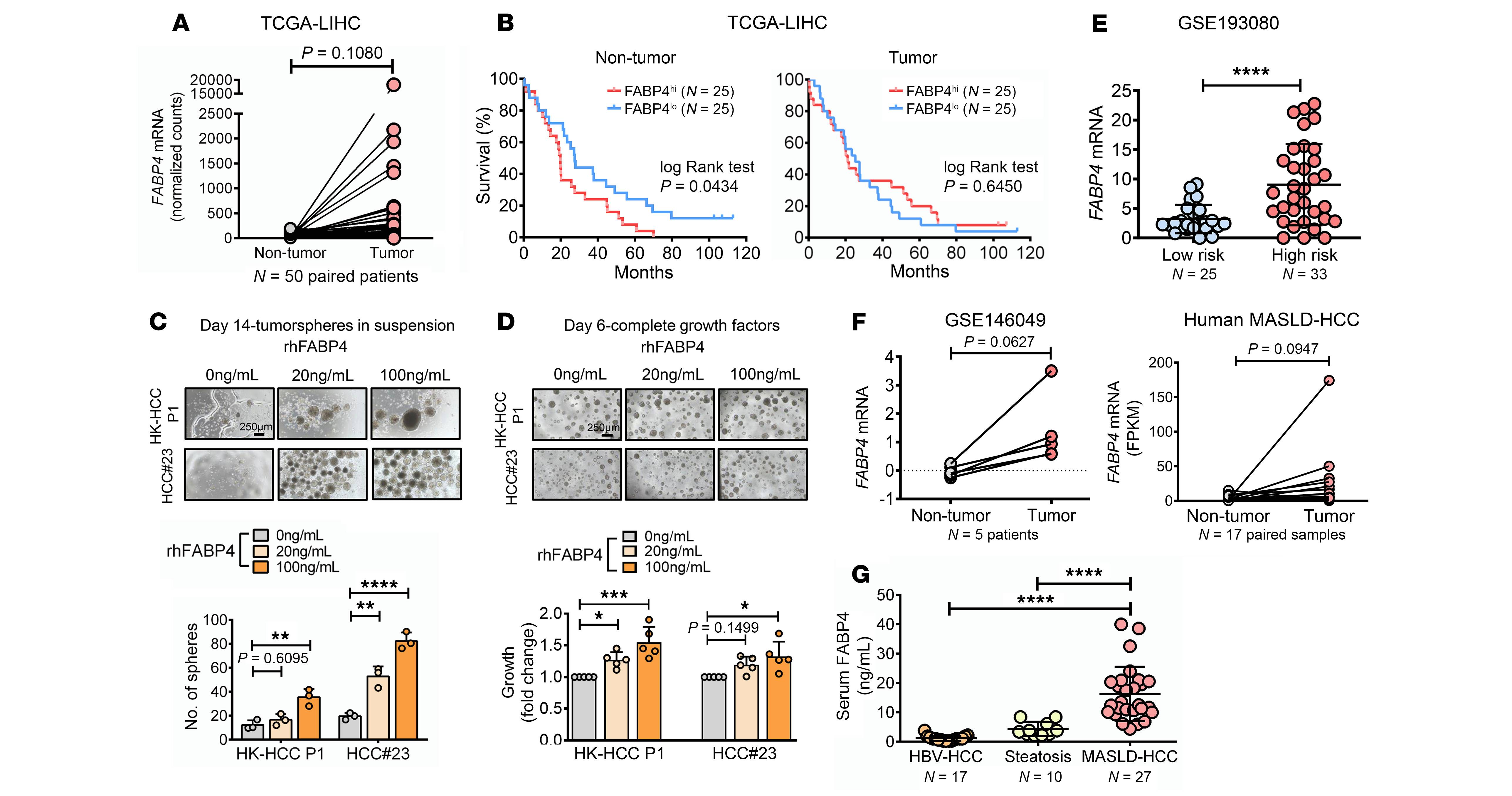 李建华教授及其研究团队发现，脂肪肝患者血清中FABP4浓度显著升高，证实其促进肝癌生长的关键作用。