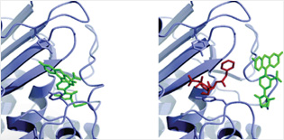 Molecular model of the biosensor