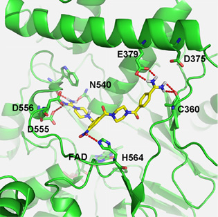 The interaction between LSD1 inhibitor and LSD1 protein.