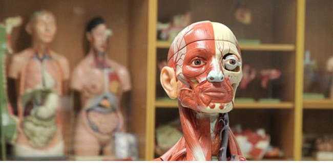 解剖學課程透過一個真實中風個案，讓學生從六個醫護範疇探索人體結構。