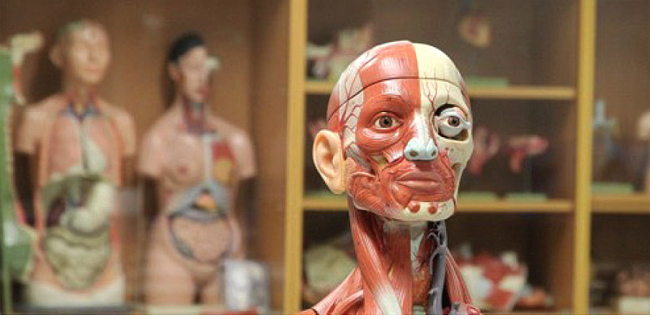 解剖学课程透过一个真实中风个案，让学生从六个医护范畴探索人体结构。