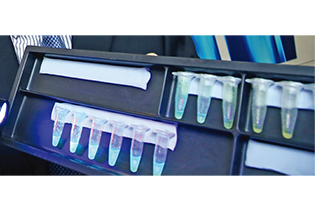 Brightness of the fluorescent blue colours show different levels of formaldehyde concentration in food samples.