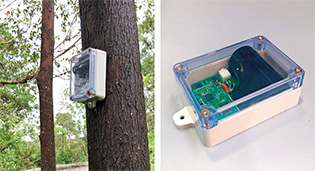 A sensor installed on the lower trunk of a tree.