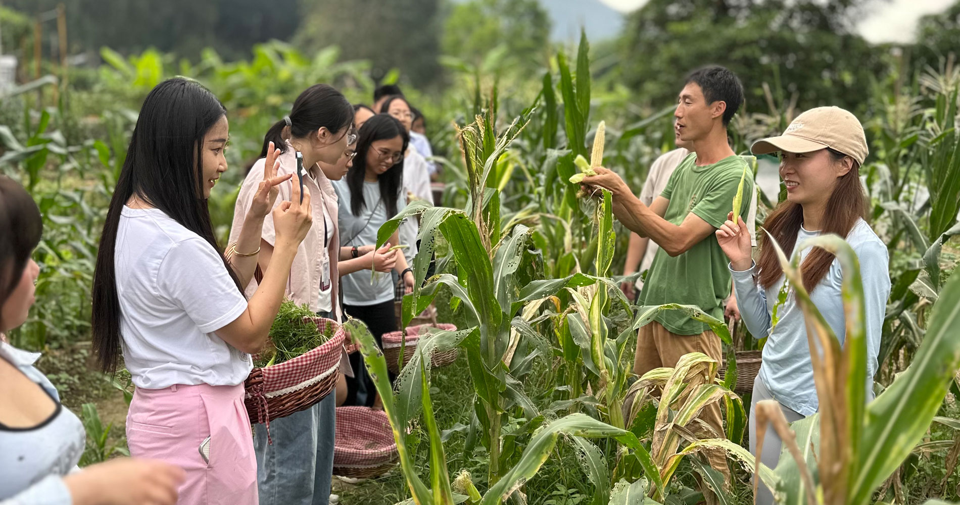Students harvesting fresh corn