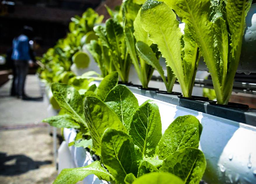 20241102_Urban hydroponic farm at PolyU
