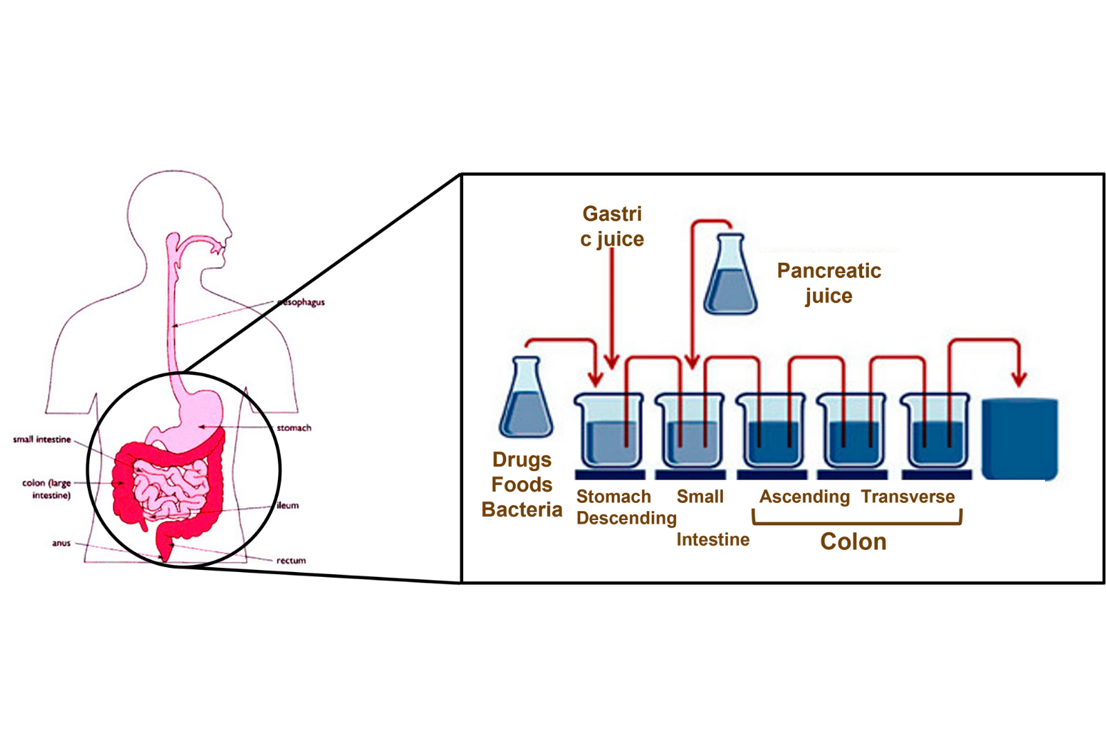 Research Laboratory on Microbiome 2