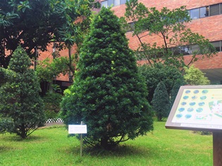 large_tree