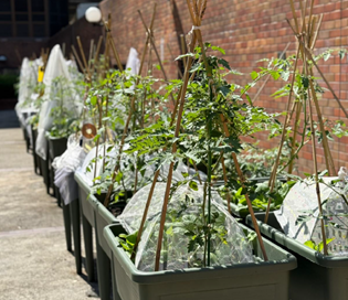 Get Involved_Urban Farming