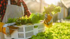 Activities Farm Sharing