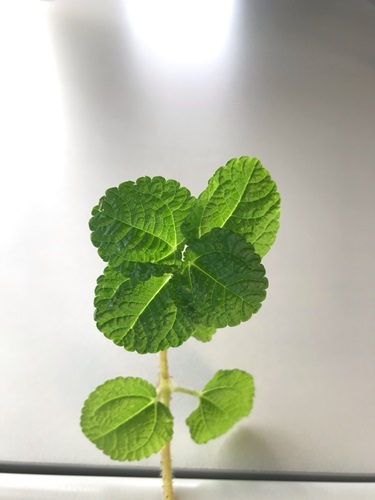 Pilea nummulariifolia is often used as a trailing plant in an attractive pot