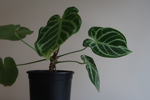 Crystal Anthurium in a 5-inch pot