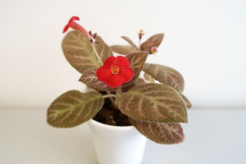 Flame Violet in a 3-inch pot