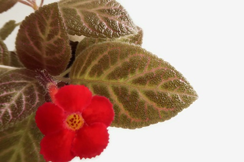 The leaves are oval to ovate with a toothed leaf margin