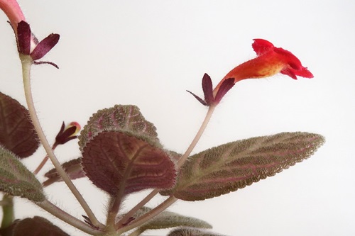 Orange-red and trumpet-shaped flower with golden throat