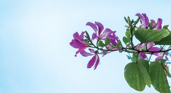 Treasure Our Neighborhood