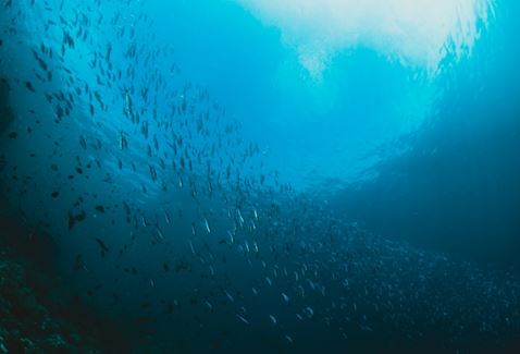 World Oceans Day (8 June)