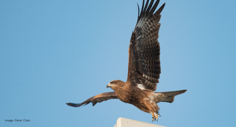 Live GREEN presents: King of the Sky – Black Kite 翱翔鷹姿