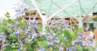 Colourful and nature-inspired campus in Spring