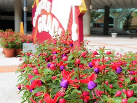 Potted plants go along with special event props