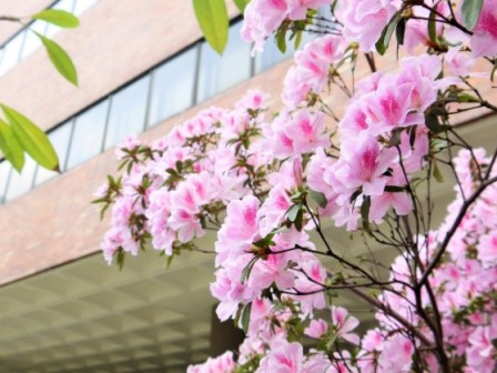Enjoy the amazing pink on campus