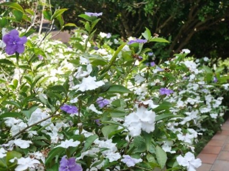 Enjoy a blissful scented walk on campus