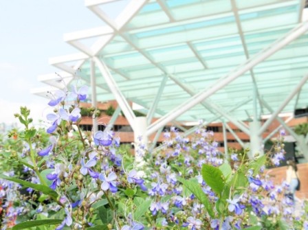 Flowers on campus give an increased feeling of vitality