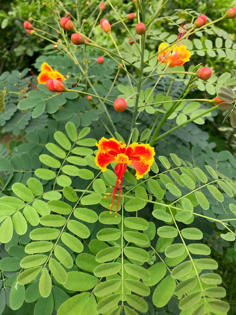 The Jogging Track Garden